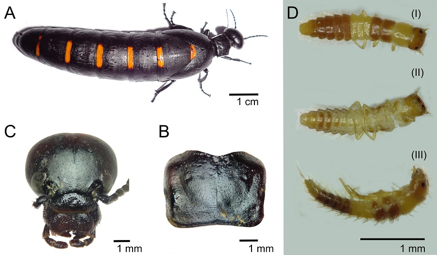 Bpayoyo firstlarva small