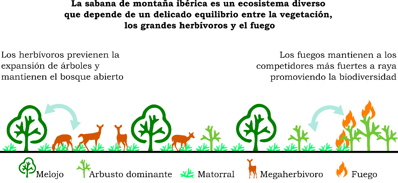 figura conceptual