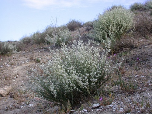 Lepidium subulatum plants