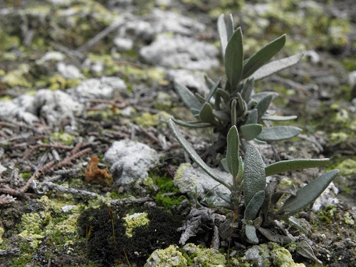 Plantula Helianthemum squamatum