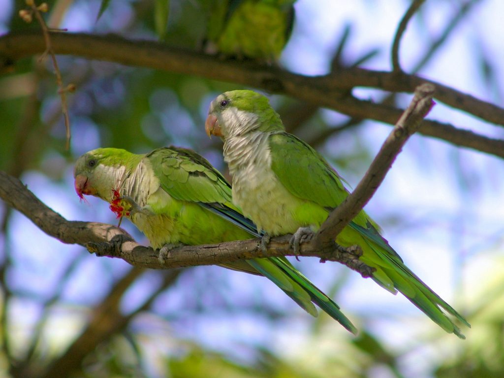 parrot 3 1024x767